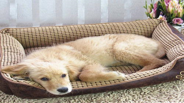 5招手把手教你如何防治跳蚤