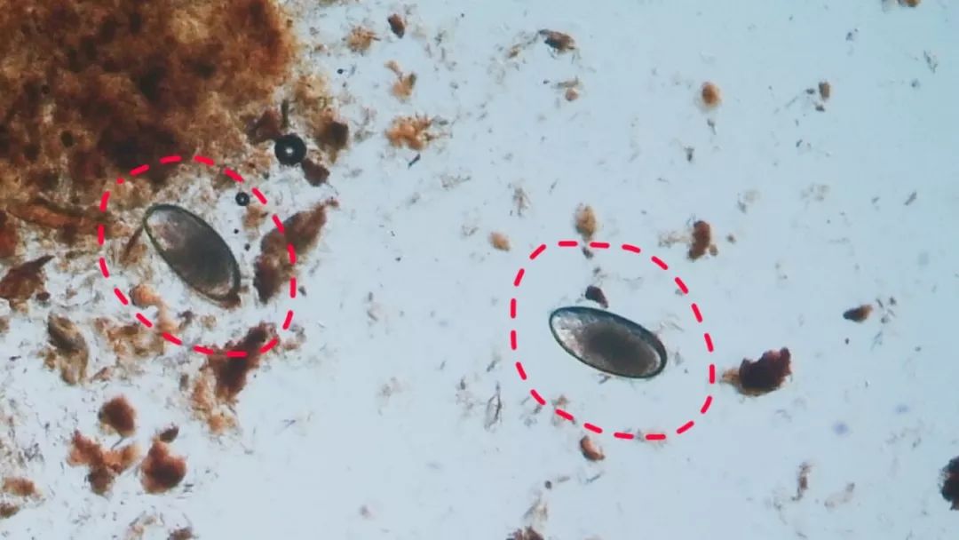 猫病特效药,猫病特效药一览表