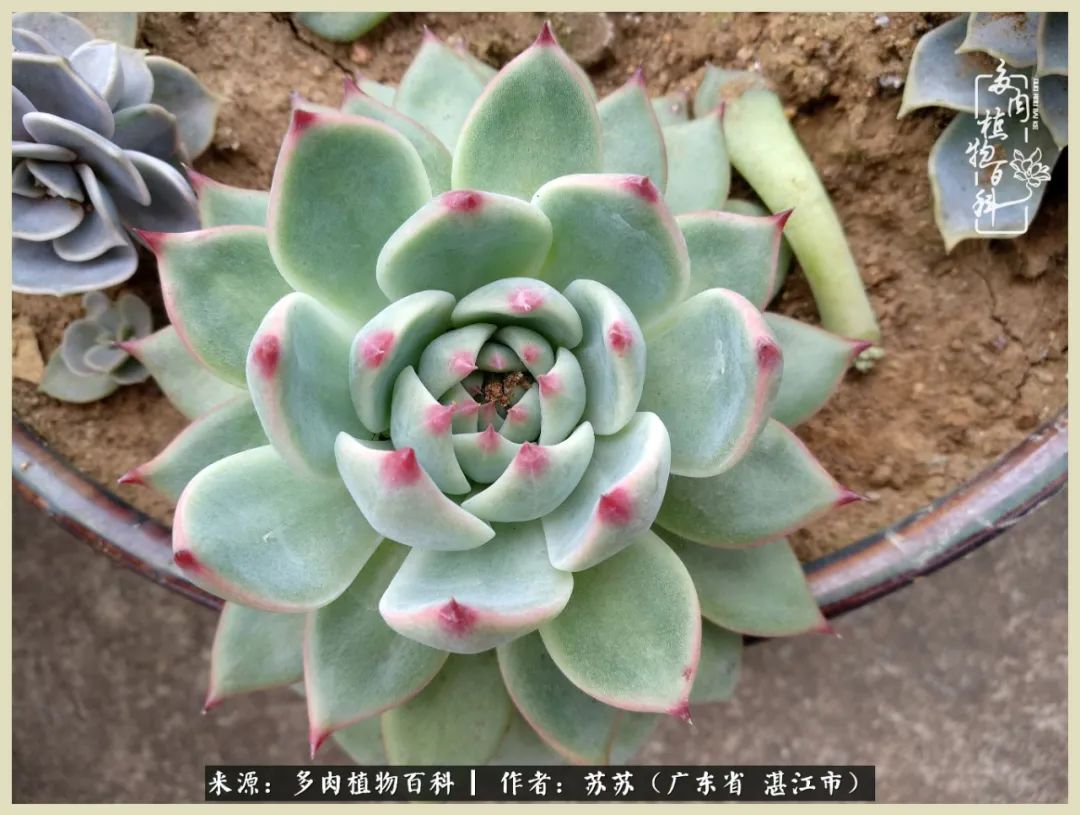 不要辜负与多肉的美好时光,多肉可以给人岁月静好的感觉