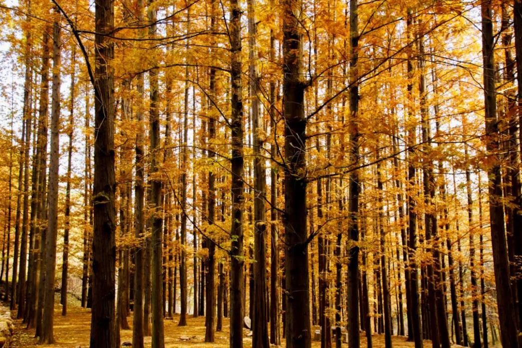 潍坊这5条颜值爆表的自驾线路，藏着美景无数，每一公里都美到极致！