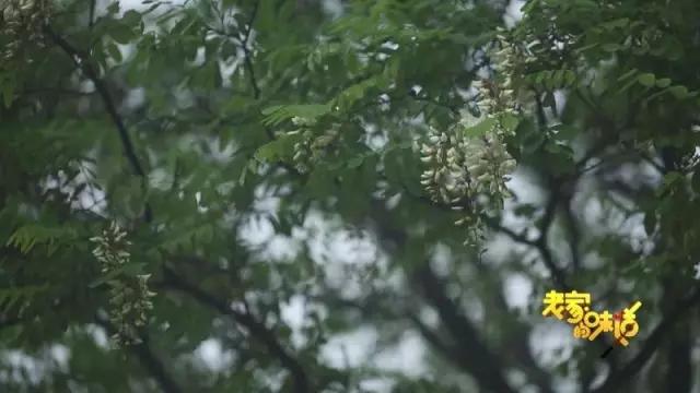 吃槐花注意事项,开始吃槐花了会怎样