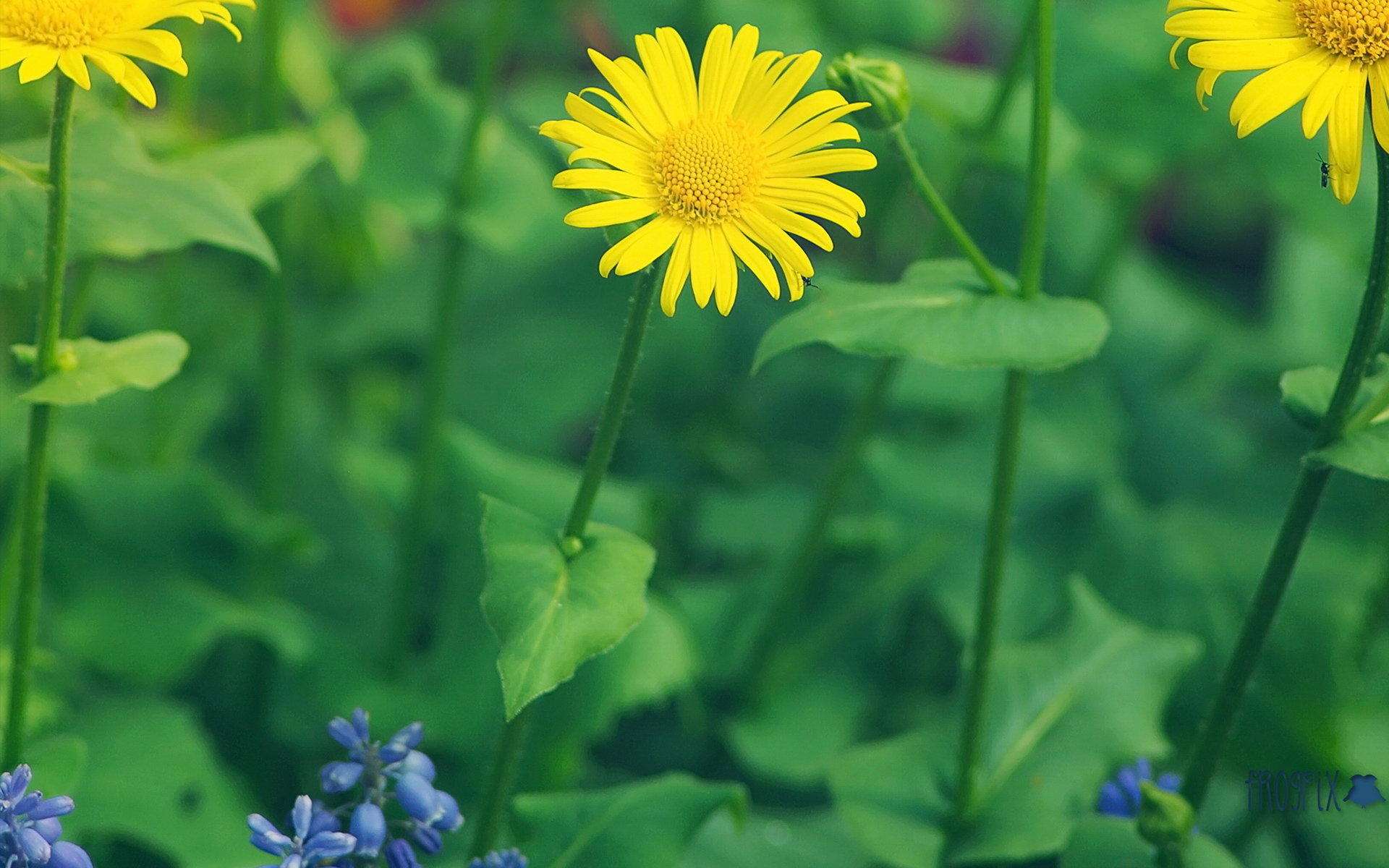 12星座的守护者是哪一个星座,12星座守护者是什么