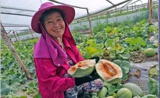 大荔县双泉镇东野鹊村来历,大荔县双泉镇东野鹊村