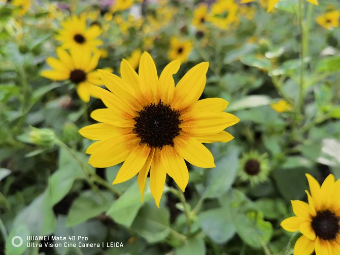 mate40pro和magic4pro哪个值得买,华为mate40pro深度测评最新