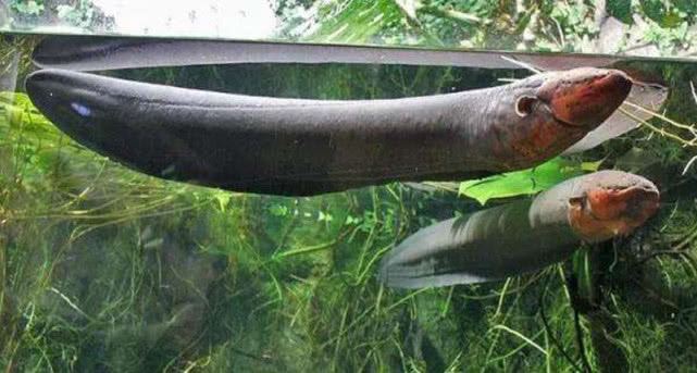 亚马逊最大电鳗的杀伤力,亚马逊新型电鳗