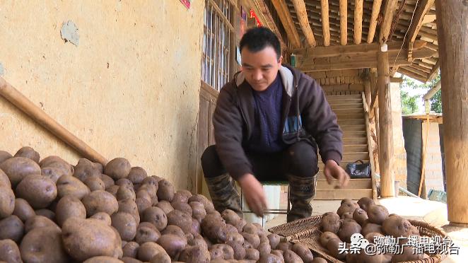 卖火了！弥勒紫色“将军芋”！政府包了