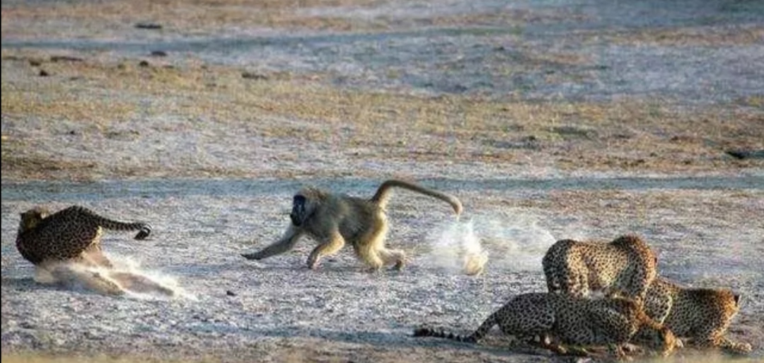 花豹捕食猎豹全过程,猎豹牛羚捕杀技巧