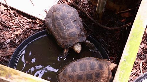 TSA这次聊的龟，连维基百科都没有完整介绍——苏拉威西白头龟