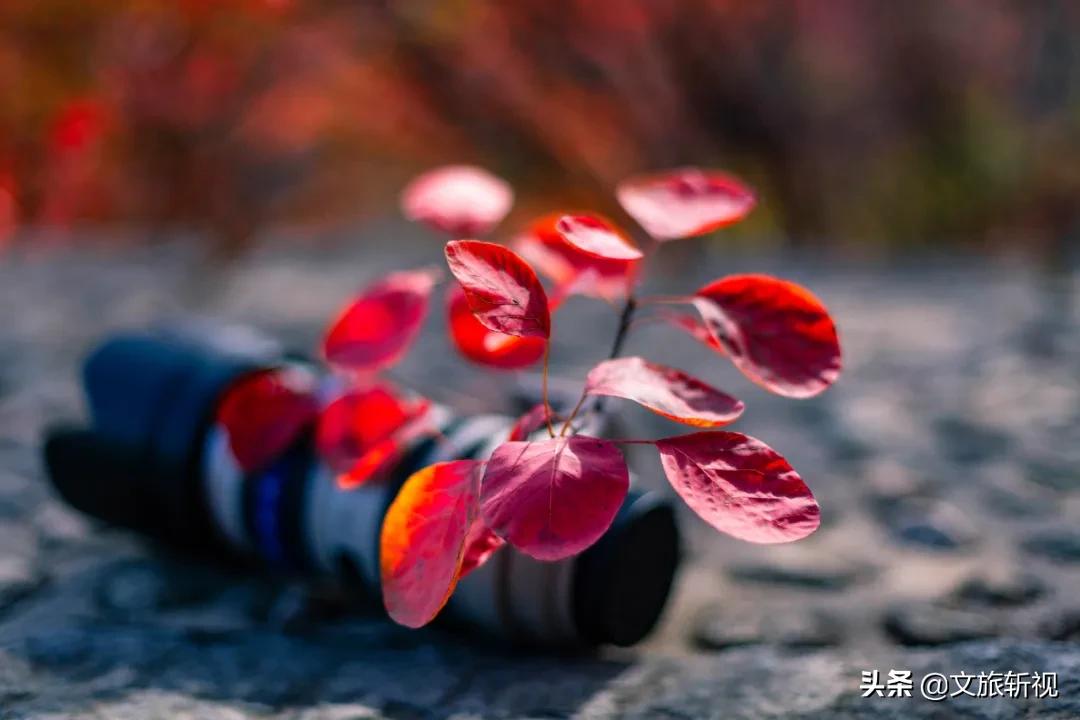 走过南闯过北还是老家最美,走过祖国大江南北还是河南最美