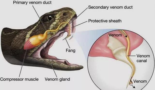 查获眼镜蛇,广东查获900斤眼镜蛇