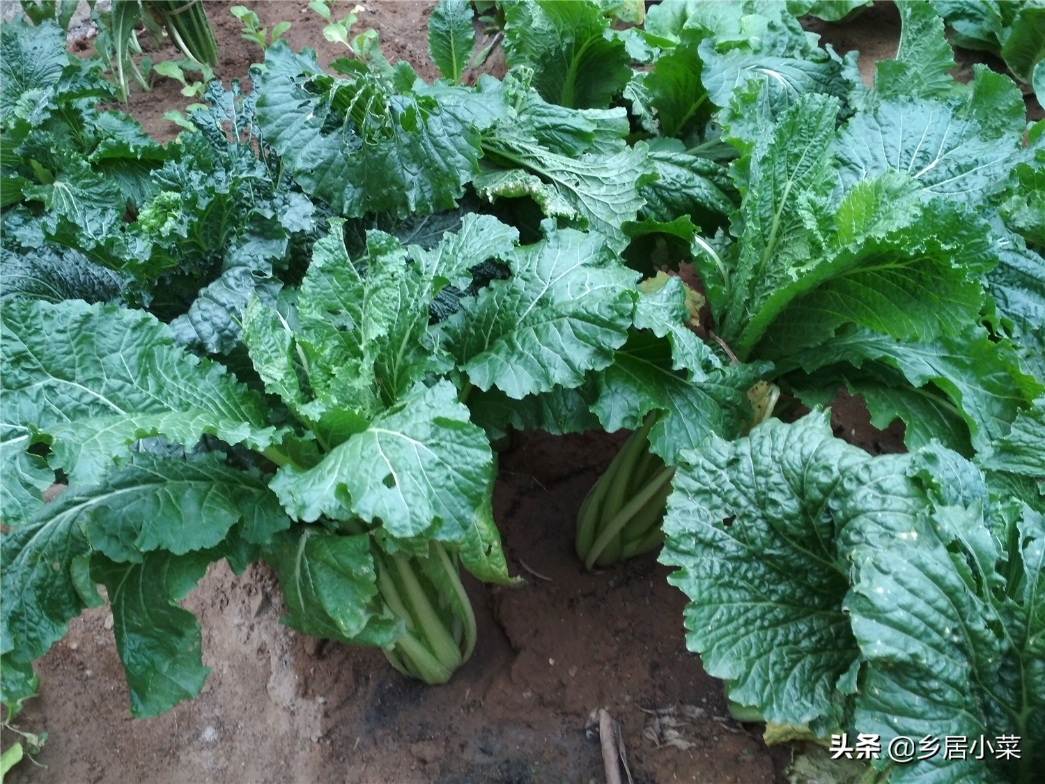 天暖和飞虫,天冷蚜虫能冻死吗