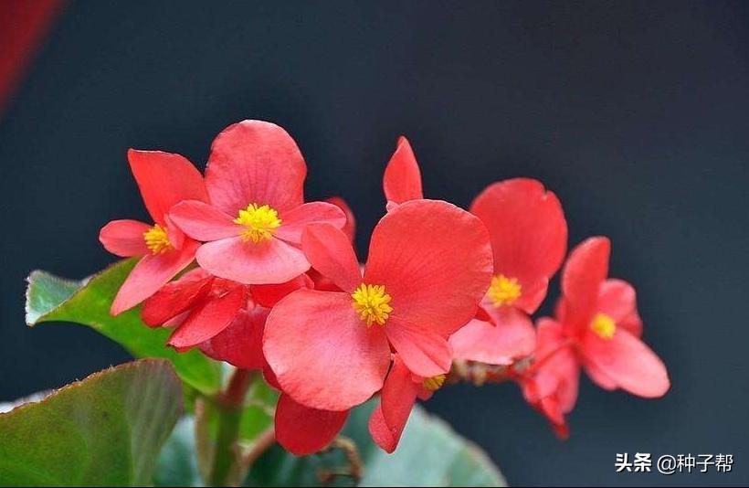 四季海棠每年什么时候发芽开花,四季海棠扦插苗为什么不开花