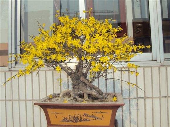 春天的腊梅如何养护,春天的花怎么养殖