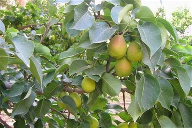新疆库尔勒香梨怎么种植,库尔勒香梨几年丰产