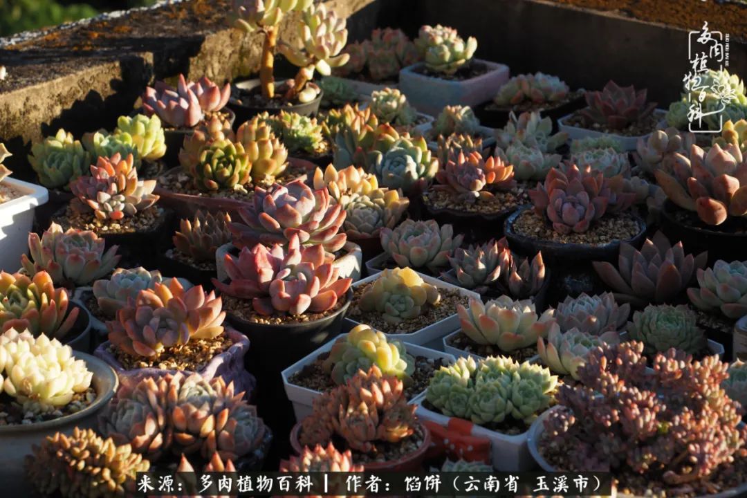 多肉对比图片,多肉对比高清图