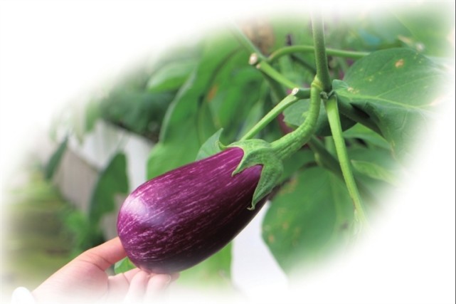 重庆太空梦幻农业科技,大渡口梦幻太空农场