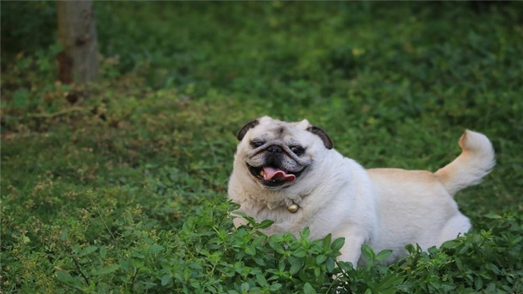 盘点不同品种的狗狗个性特点,狗狗的种类科普