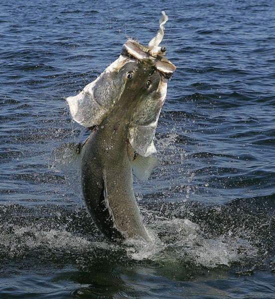 非洲维多利亚湖中泛滥的尼罗河鲈鱼都胖成球了,真的太嚣张了