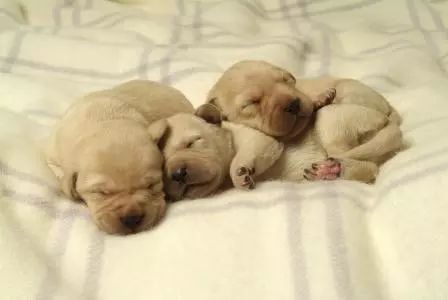 宠物体检行业,宠物医生这个行业前景