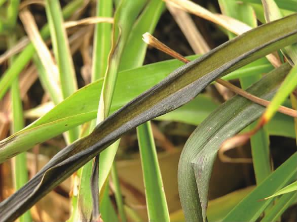 花卉受了冻害怎么挽救,庭院花卉病虫害如何防治