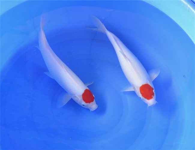 鱼百滋酸菜鱼即墨团购,鱼百科app