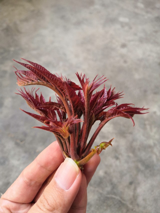 家乡特色菜干香椿,山西美食香椿