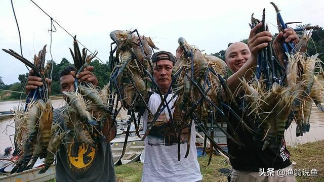 湄公河什么虾泛滥成灾,湄公河河虾为什么泛滥成灾了呢