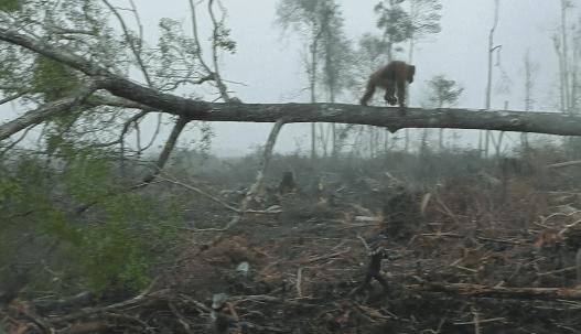 海象跌落山崖图片,海象坠崖北极熊吃海象