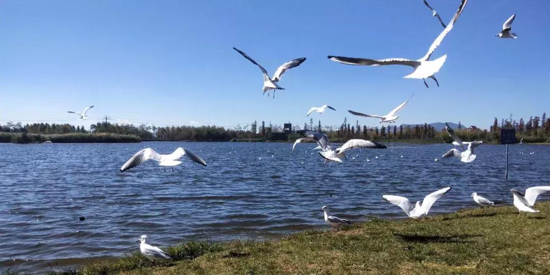 好消息昆明7个公园免费开放,昆明市好消息