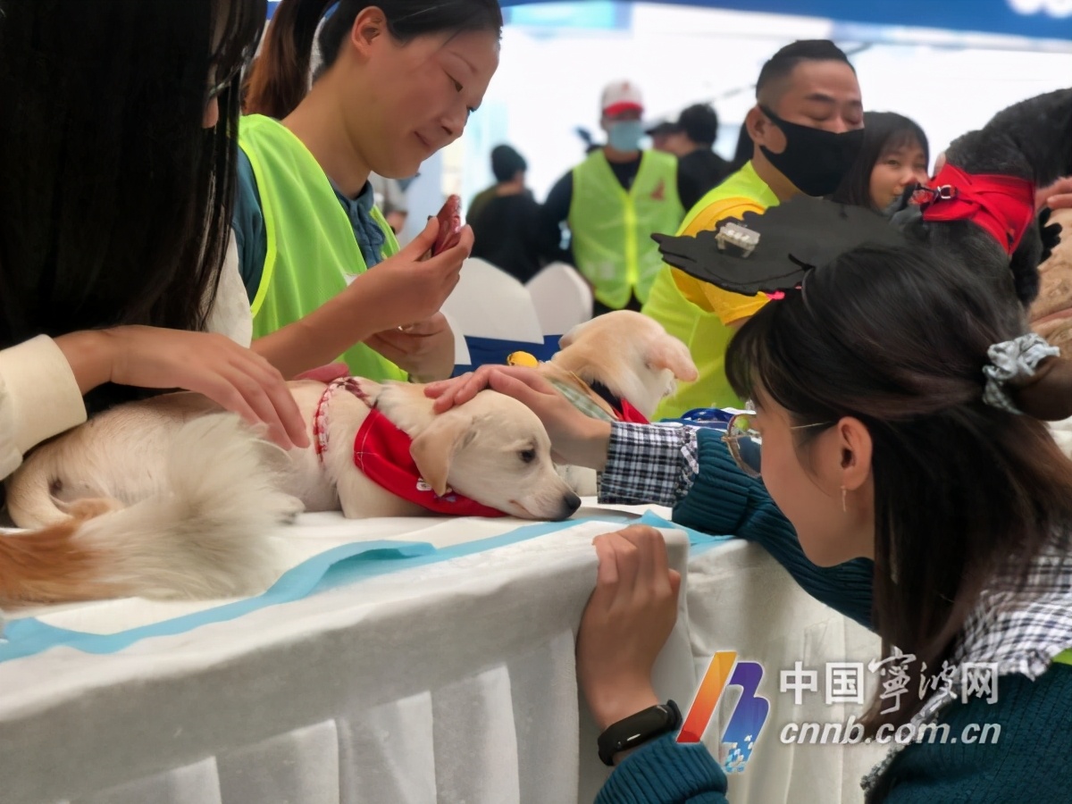 以领养代替购买北仑这场活动为30条流浪犬找“新家”