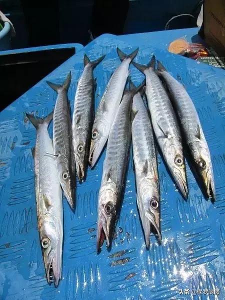 海鲜大荟萃,常见贝壳类海鲜