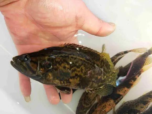 手竿活虾钓鳜鱼的技巧,手竿泥鳅钓鳜鱼怎么钓