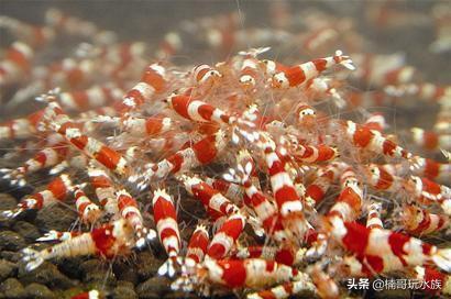 养观赏虾的正确方法和注意事项,适合新手饲养的观赏虾