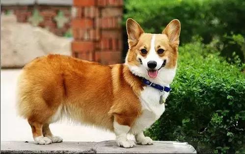 身价最高的狗,身价20亿的狗