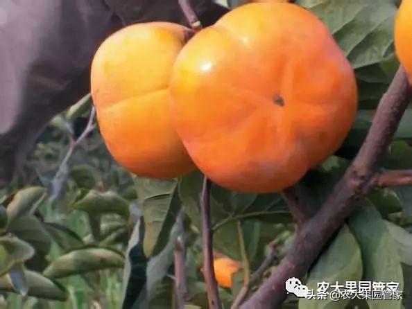 种植新品种果树苗一手货源,各种新品种果树苗木一手货源