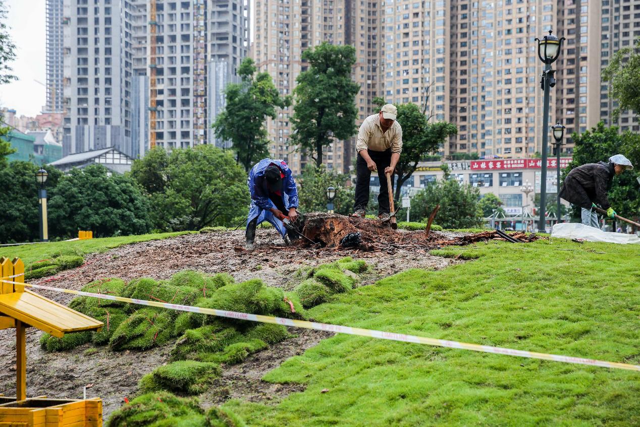 花果园湿地公园草坪,花果园湿地公园阳光草坪