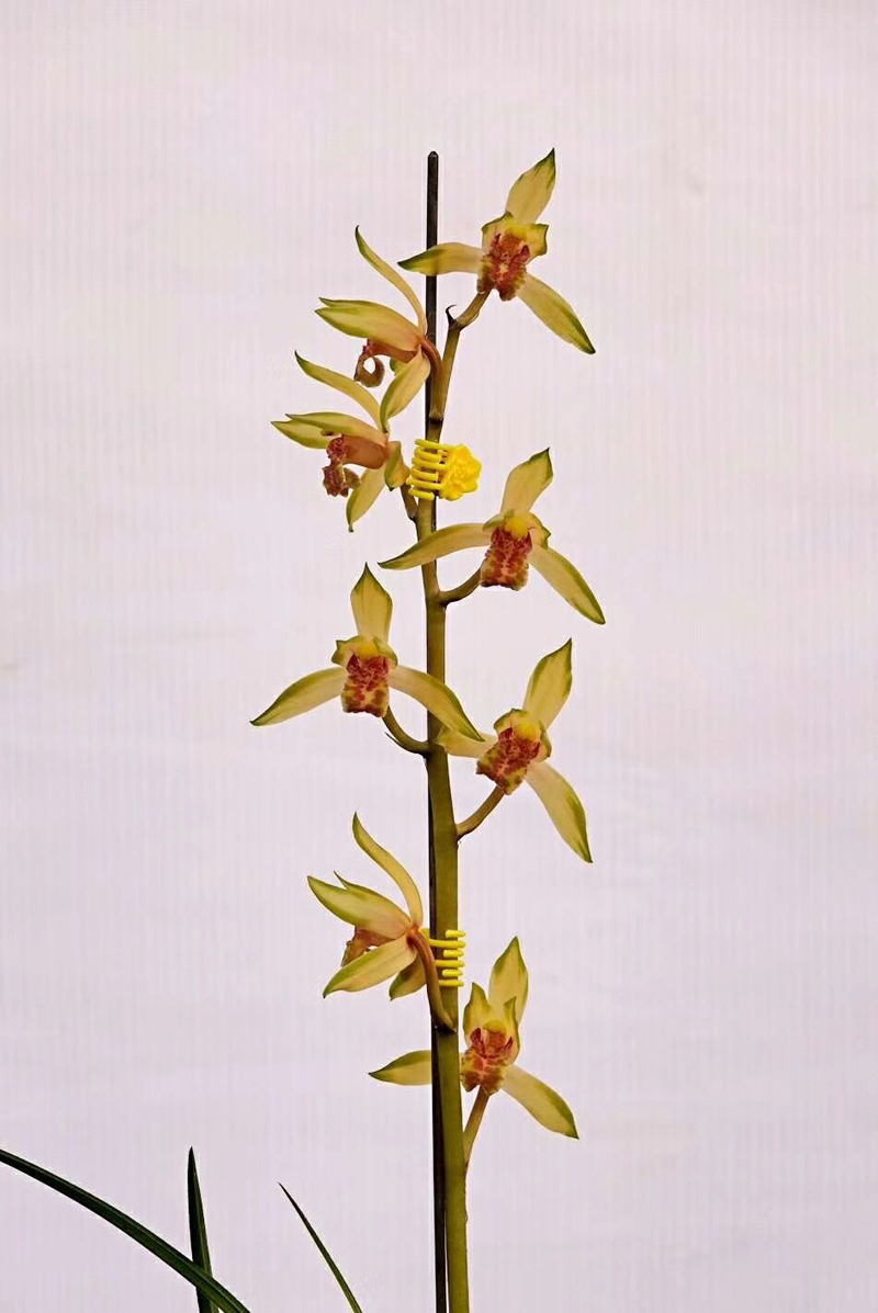 自来水能否浇兰花,自来水能浇君子兰吗