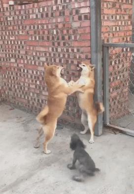 东哥的鬼片,东哥的电脑