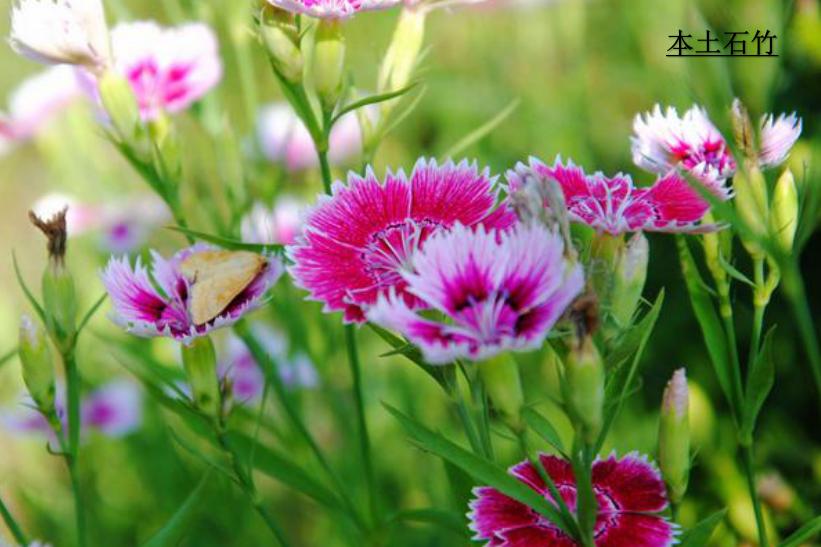 你准备好了吗幼儿版,你的康乃馨准备好了吗