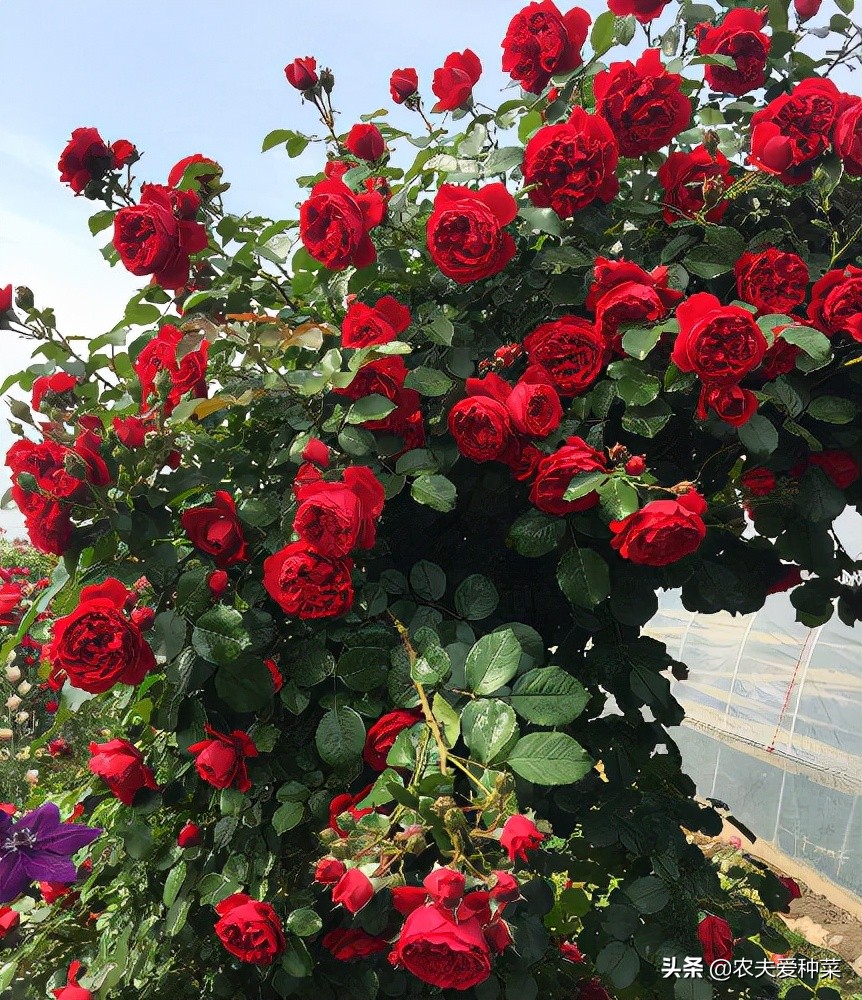 有院子别空着，种上漂亮的“花园3宝”，花期长好打理