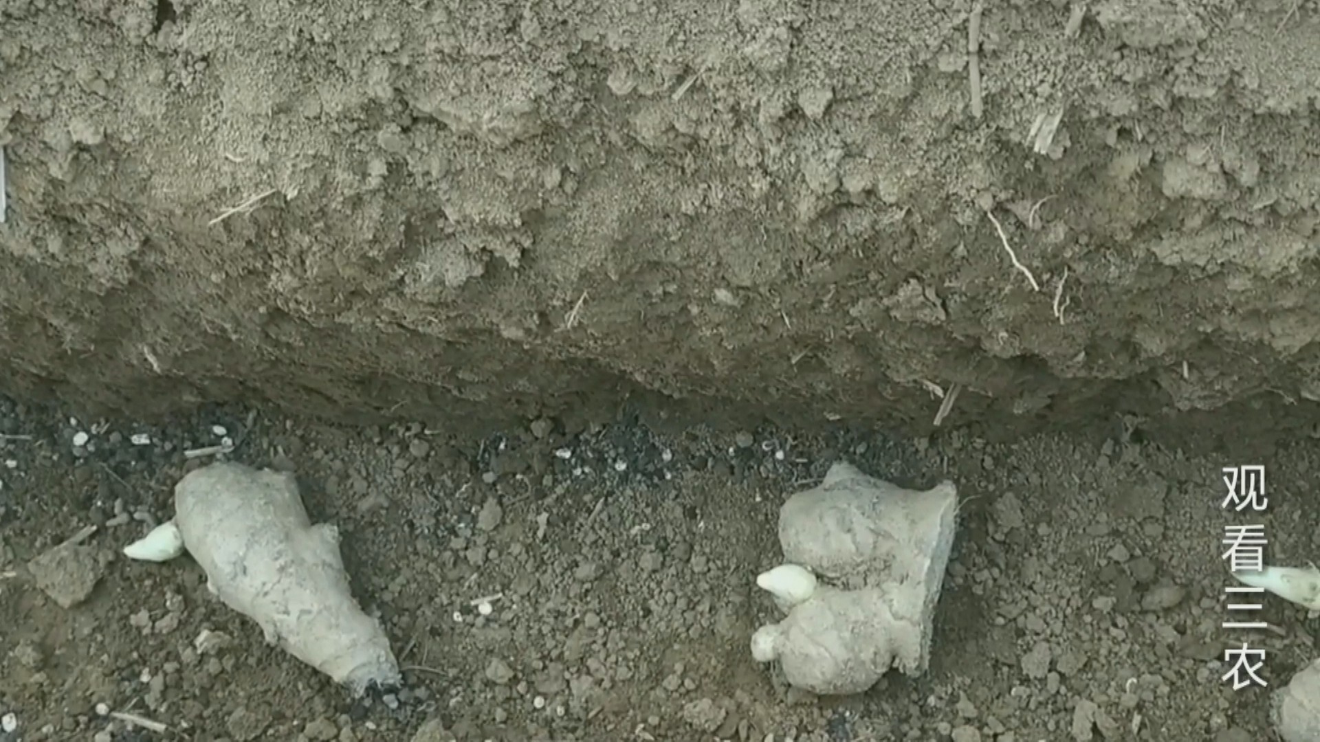 农广天地大姜种植技术视频,种植大姜的正确方法