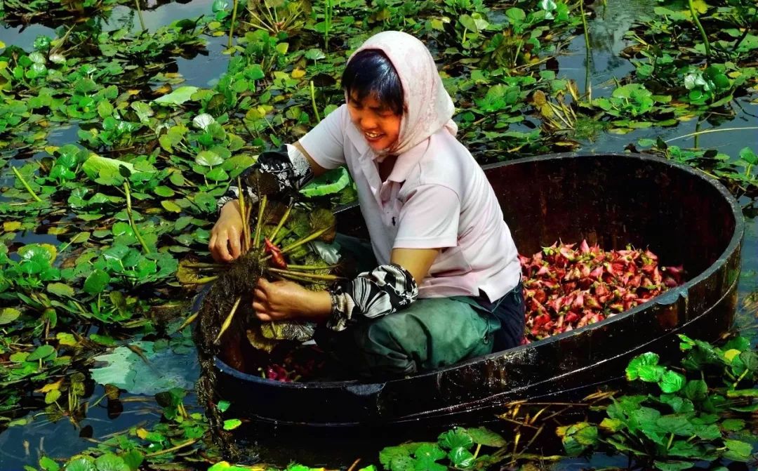 这“八仙”里，藏着最地道的江南味道