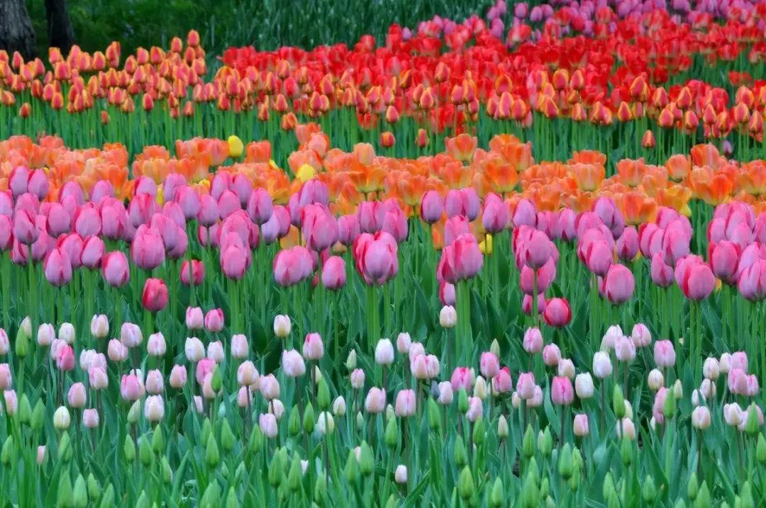 元宵花灯太美了,春季赏花郁金香太美了