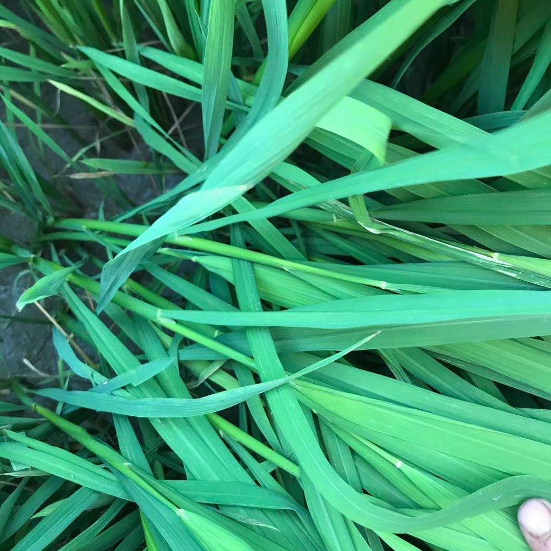 网购敢卖假农药吗,网购农药一百单