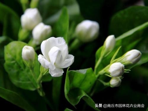 茉莉叶子卷曲掉落是什么病,茉莉叶子发焦怎么回事