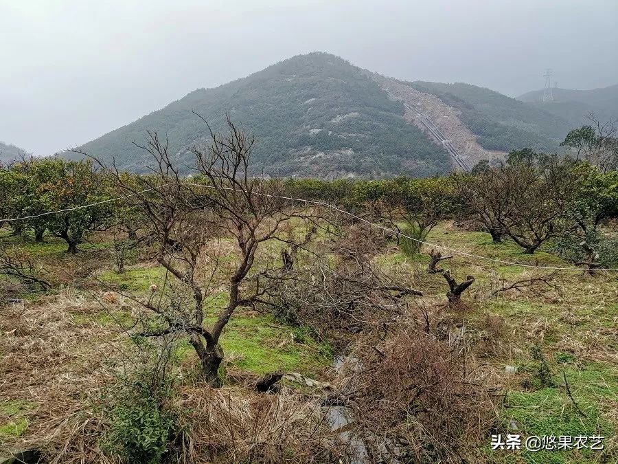 柑橘天牛危害案例,氯氰敌百虫治柑橘树干上天牛
