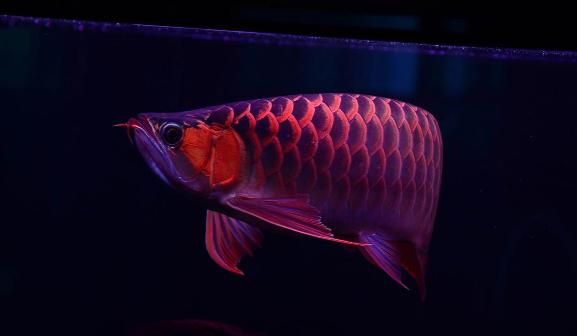 怎么饲养金龙鱼,金龙鱼的正确饲养方法