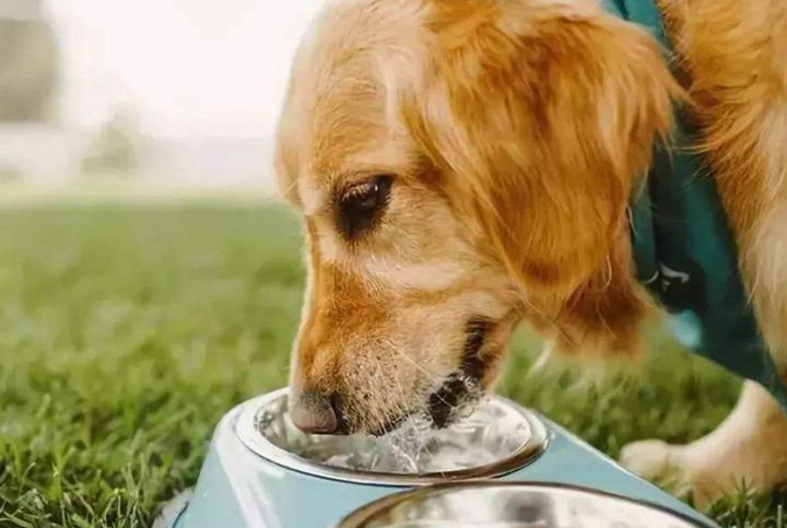 狗狗一直小便不大便怎么回事,狗狗尿不出来怎样催尿