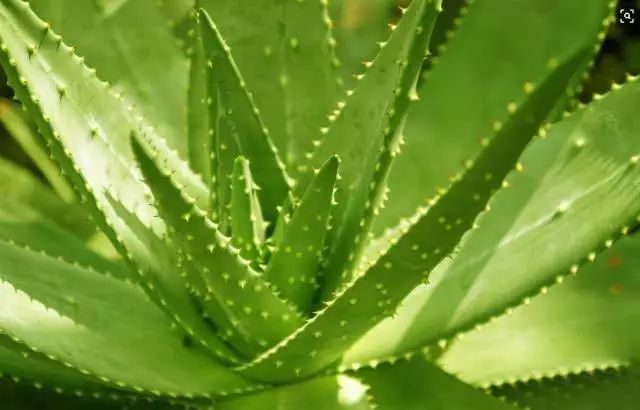 适合放卧室的高大植物,放在卧室的植物养眼