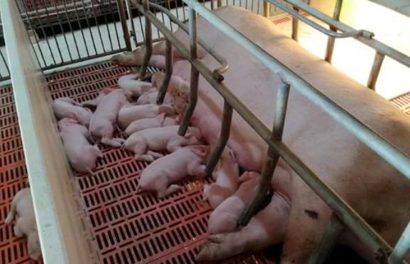 初产母猪缺乳怎么回事,母猪产后缺乳